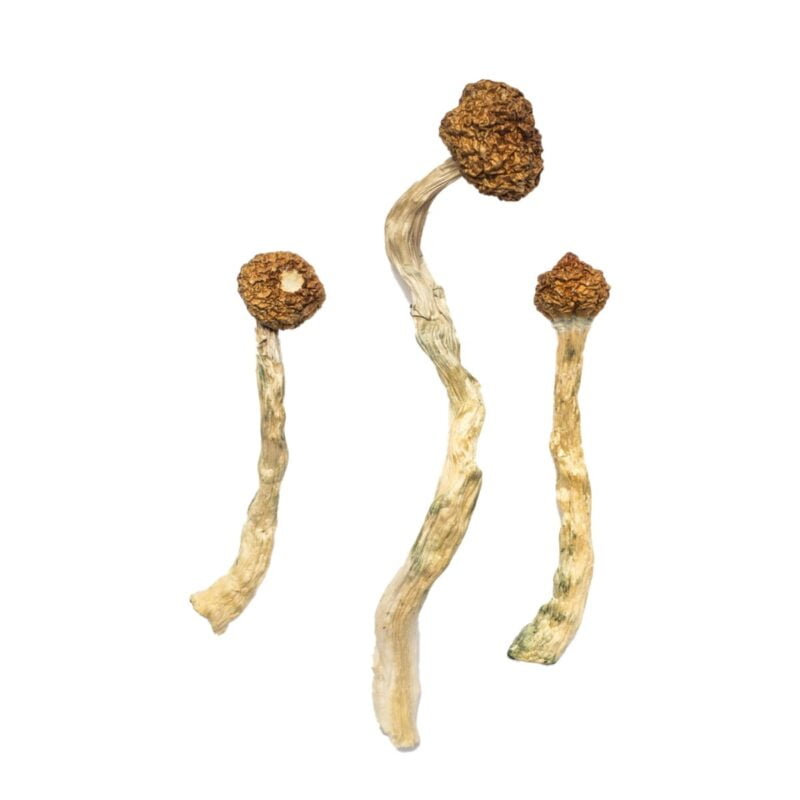 Funghi del vulcano Arenal