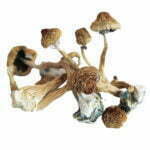 Champignons AFRICAIN TRANSKEI
