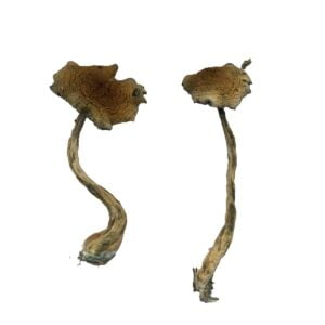 Alacabenzi Mushrooms