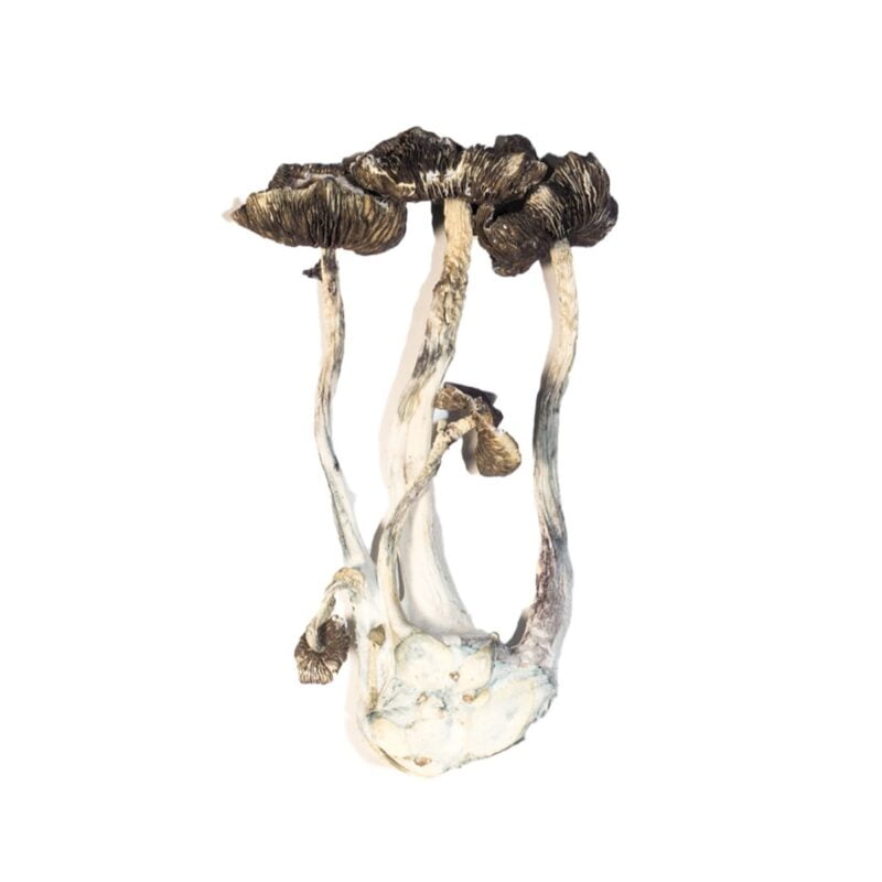 Champignon albinos A+