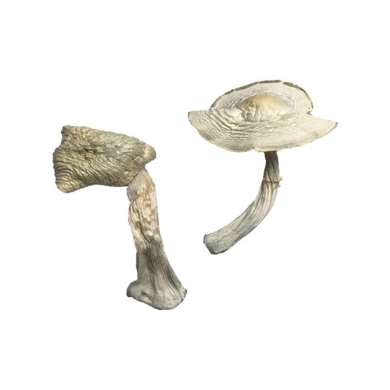 Louisiana Mushroom for sale