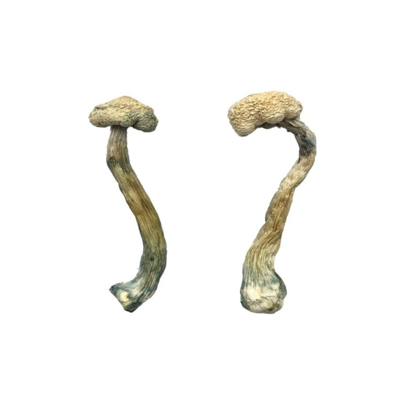 Buy Albino Treasure Coast Mushroom online