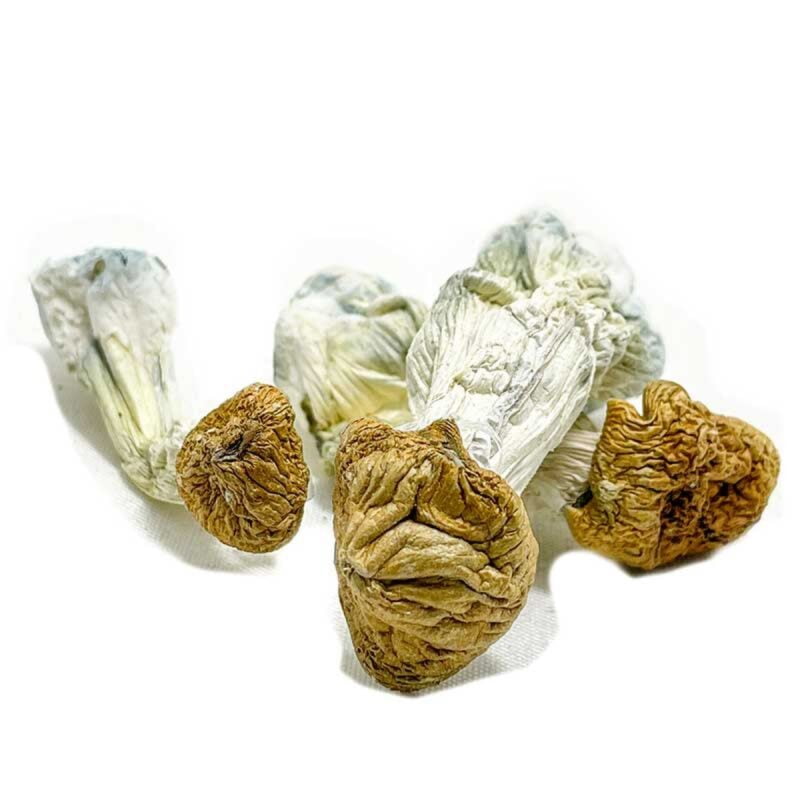Funghi degli Dei Aztechi