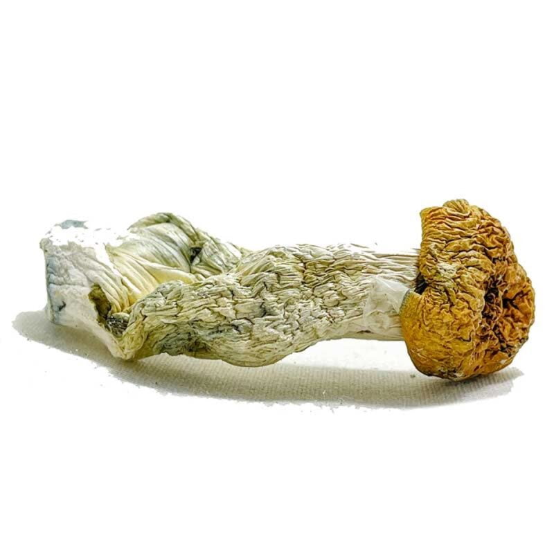 Funghi degli Dei Aztechi Online