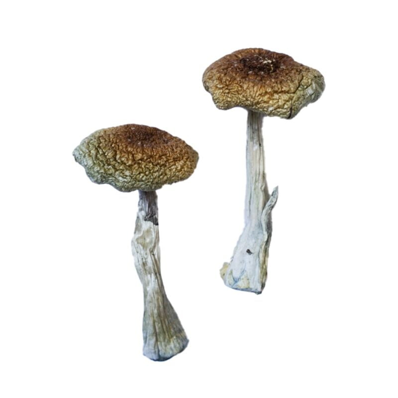 Achetez des champignons magiques Aztecorum en ligne