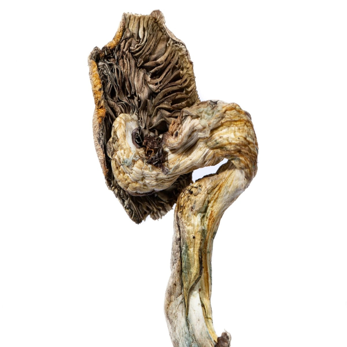 B plus Pilz