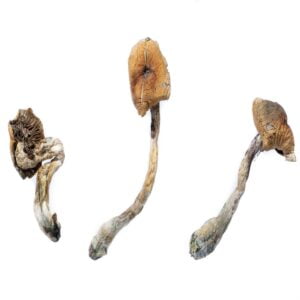 B Mushrooms