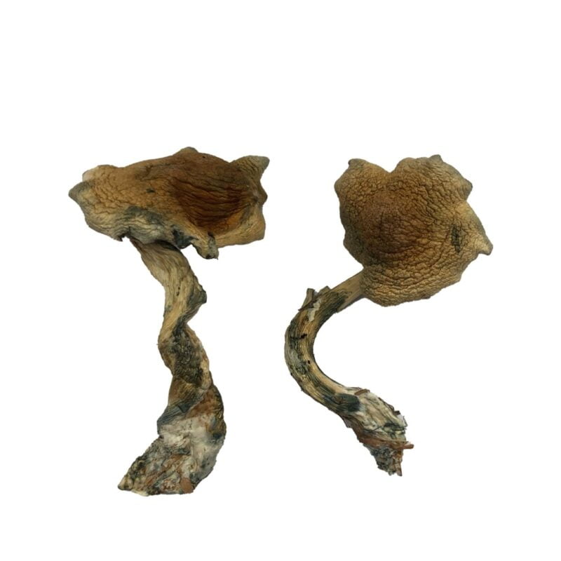Koop Alacabenzi-paddenstoel