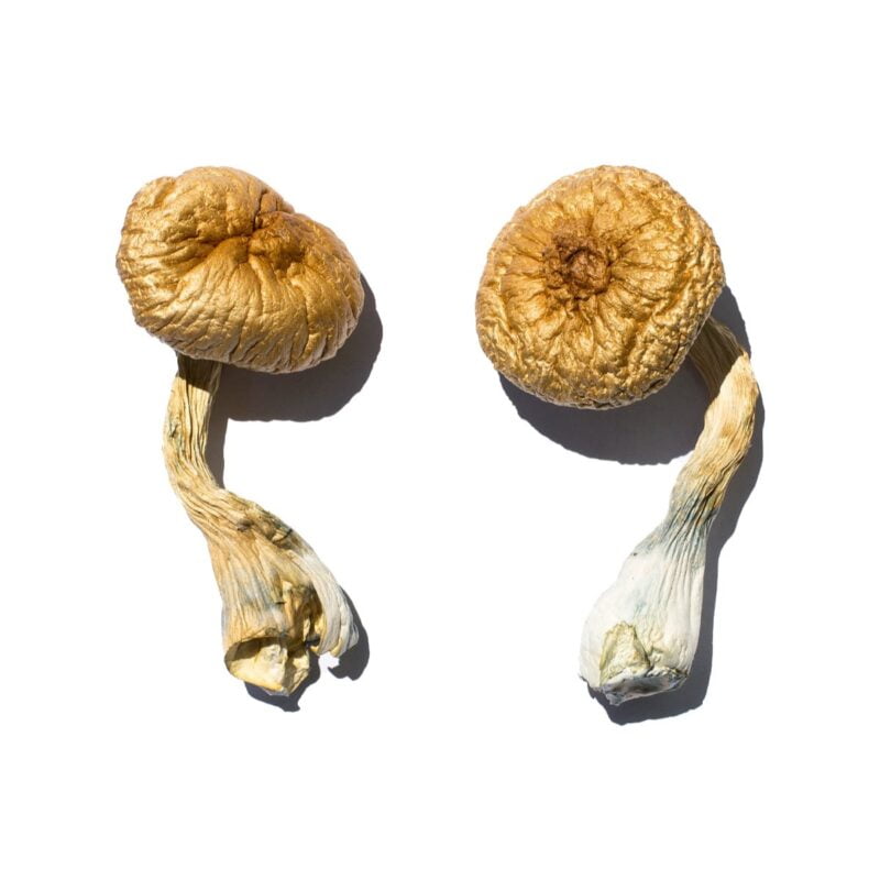 Cambodian Gold Mushroom