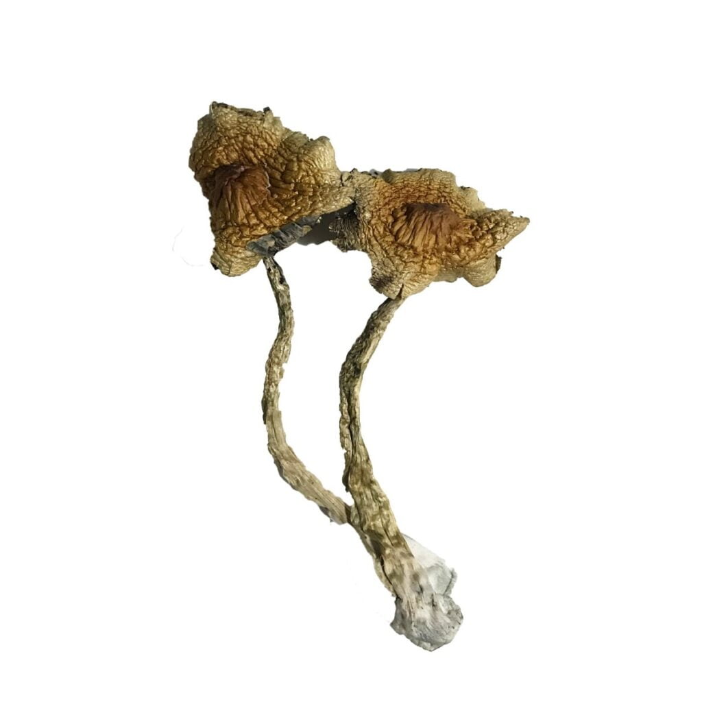 Kambodschanische Pilze