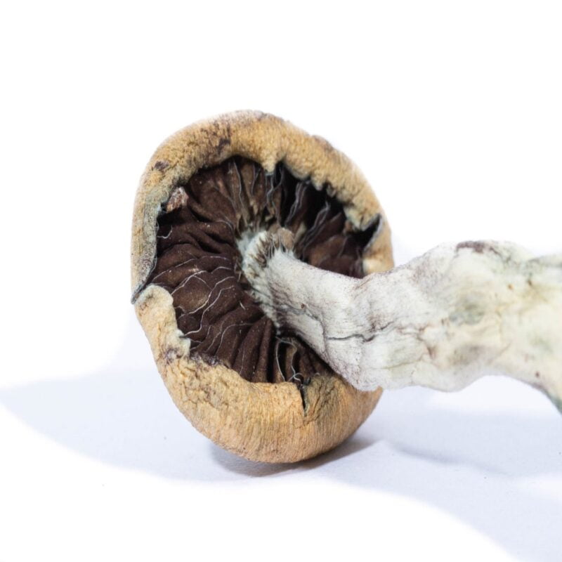 Acheter des champignons grimpants