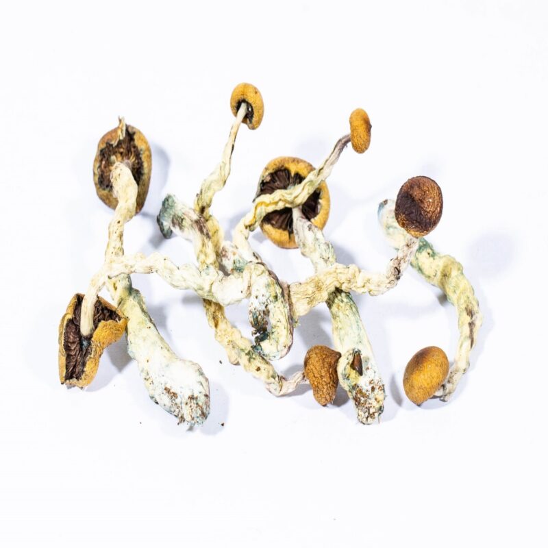 Champignon grimpant