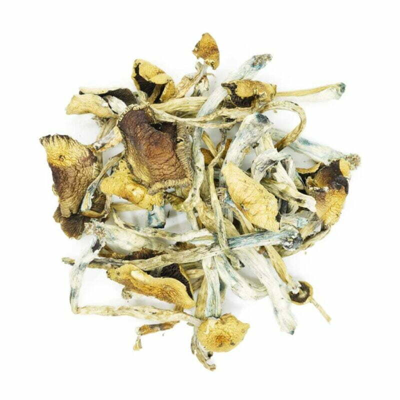 golden teachers mushrooms