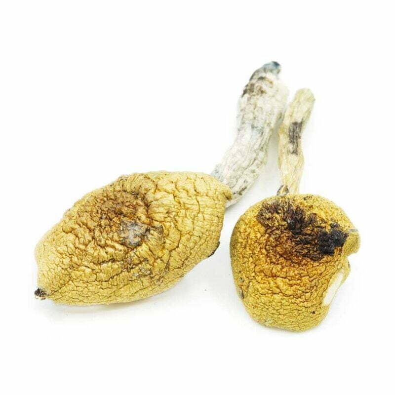 Golden Teachers Mushrooms For Sale