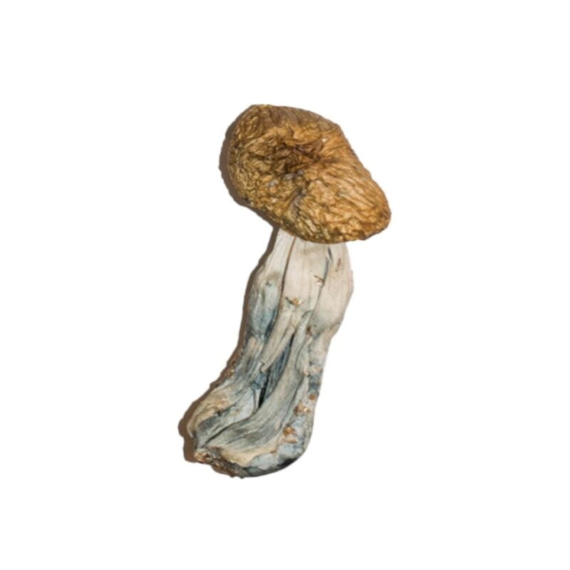 Buy Mexican Mushrooms Online