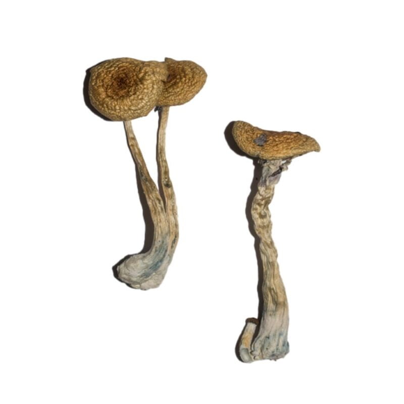 Penis Envy 6 Mushroom