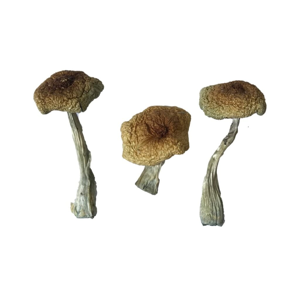 Psilocybe Aztecorum-paddenstoelen