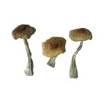Champignons Psilocybe Aztecorum