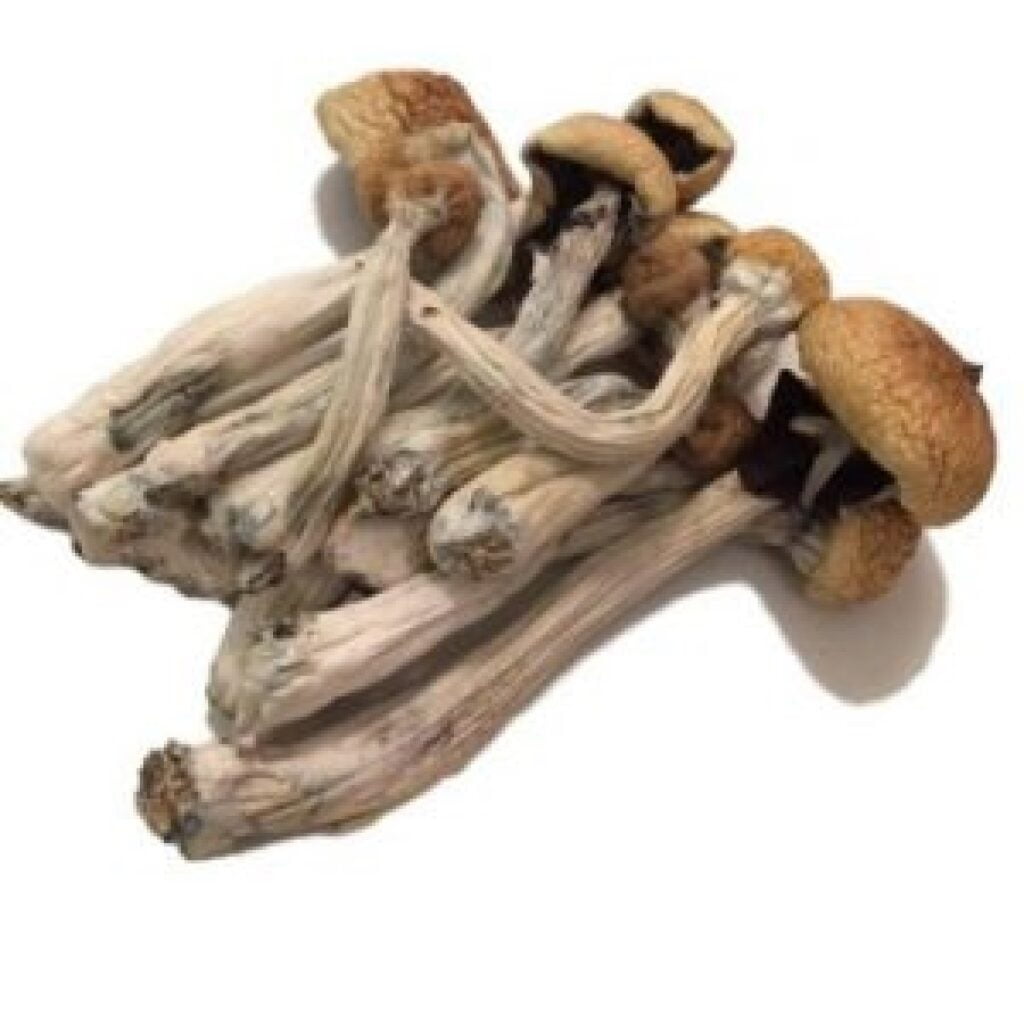 Buy Psilocybe Mexicana Online