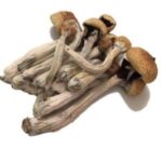 Acheter Psilocybe Mexicana en ligne