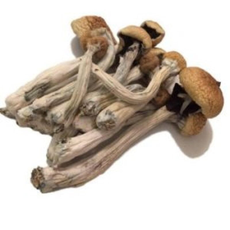 Kaufen Sie Psilocybe Mexicana online